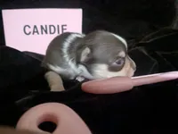 Candie  Smooth Coat , a female Chihuahua for sale in Wittmann, AZ – 5 of 6