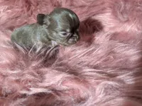 Tcup Long Coat Ruby , a female Chihuahua for sale in Wittmann, AZ – 2 of 6