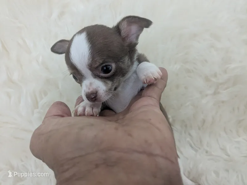 Charlie Brown  – Chihuahua puppy for sale in Wittmann, AZ