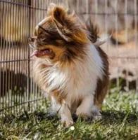 Full AKC Snow White , a female Chihuahua for sale in Wittmann, AZ – 9 of 9