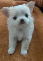 Diamond , a female Chihuahua for sale in Wittmann, AZ – 4 of 5
