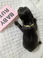 Baby Ruth LC , a female Chihuahua for sale in Wittmann, AZ – 4 of 6