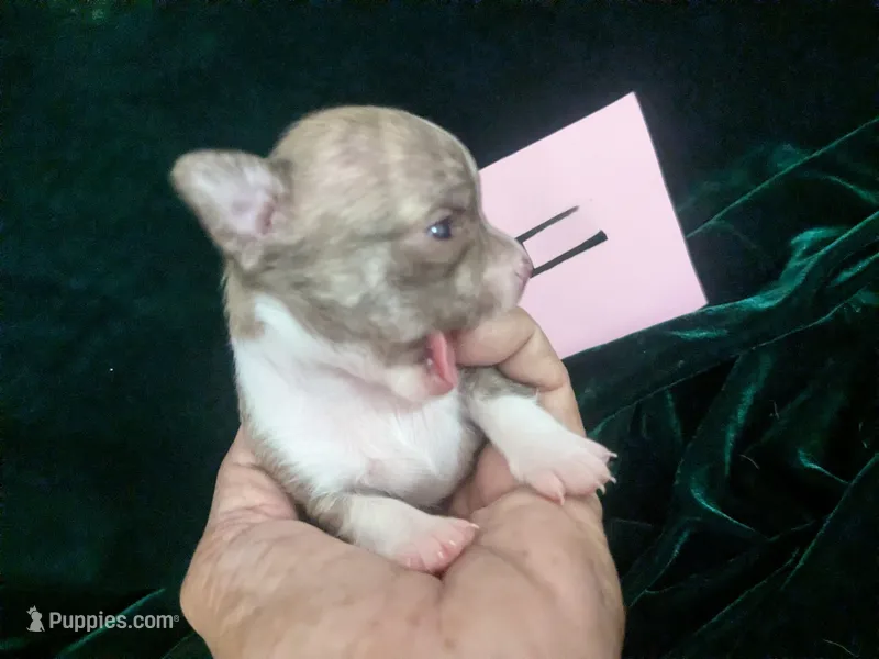 Teacup SC Cookie – Chihuahua puppy for sale in Wittmann, AZ