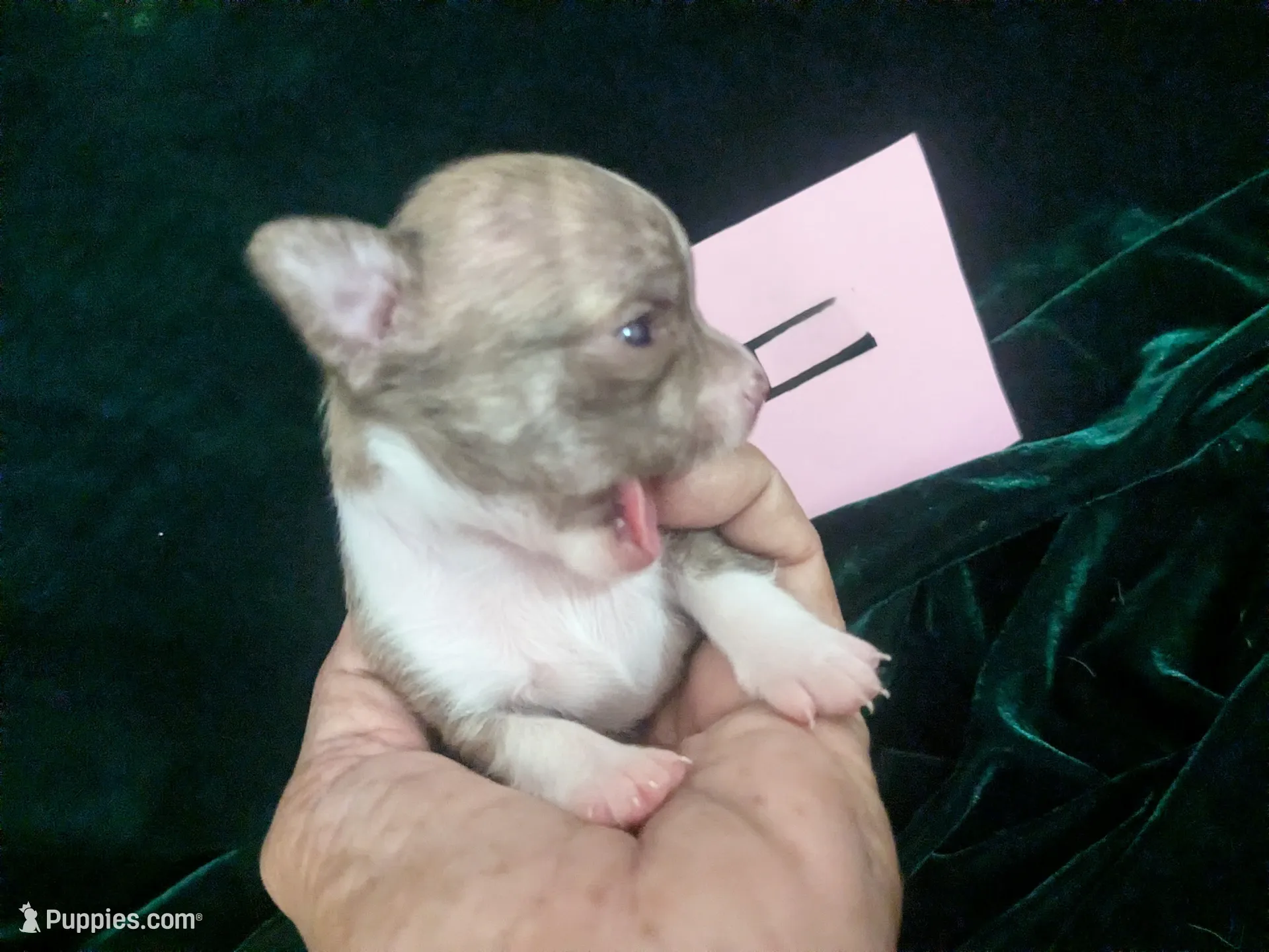 Chihuahua さま Teacup SC Cookie – Chihuahua Puppy for Sale in Wittmann, AZ
