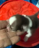 Fievel Mousekowitz  , a male Chihuahua for sale in Wittmann, AZ – 2 of 8