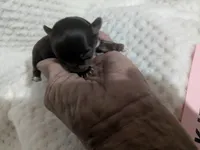 Kit Kat Tiny LC , a female Chihuahua for sale in Wittmann, AZ – 8 of 9