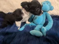 AKC Long Coat Panda, a male Chihuahua for sale in Wittmann, AZ – 3 of 9