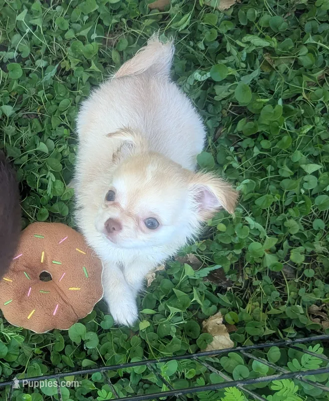 LC Cherry  – Chihuahua puppy for sale in Wittmann, AZ