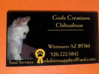 Fievel Mousekowitz  , a male Chihuahua for sale in Wittmann, AZ – 8 of 8