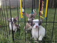 Tiny Prince  Long Coat , a male Chihuahua for sale in Wittmann, AZ – 6 of 10