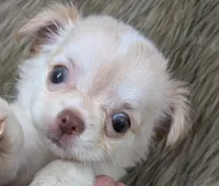 LC Cherry , a female Chihuahua for sale in Wittmann, AZ – 2 of 7