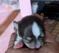 Candie , a female Chihuahua for sale in Wittmann, AZ – 3 of 9
