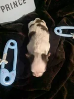 Prince LC , a male Chihuahua for sale in Wittmann, AZ – 2 of 6
