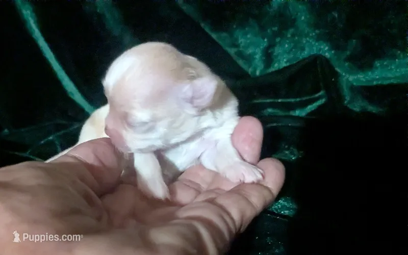 Cherry LC White Chocolate – Chihuahua puppy for sale in Wittmann, AZ
