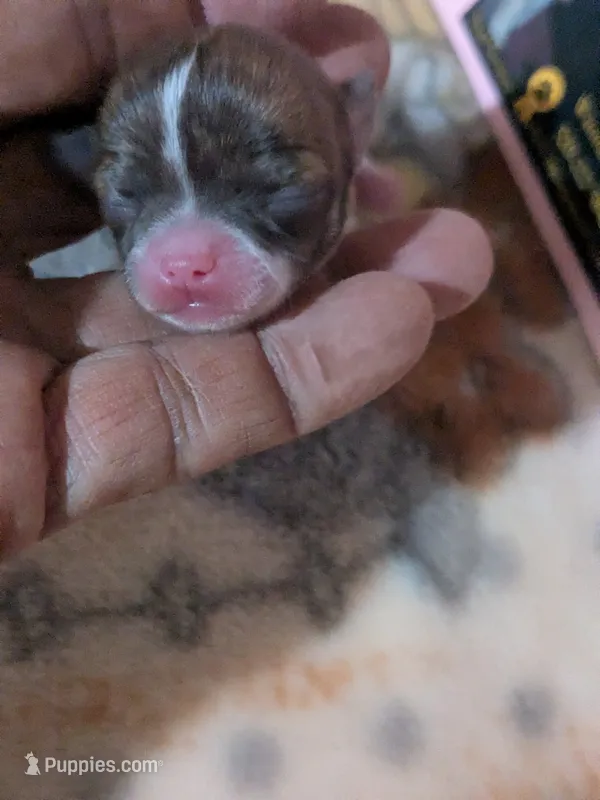 Teacup Cookie – Chihuahua puppy for sale in Wittmann, AZ