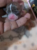 Teacup Cookie, a female Chihuahua for sale in Wittmann, AZ – 3 of 7
