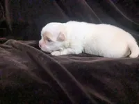 Priscilla , a female Chihuahua for sale in Wittmann, AZ – 4 of 6