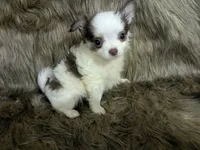 Tiny LC Prince   , a male Chihuahua for sale in Wittmann, AZ – 4 of 8