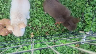 AKC LC Cherry , a female Chihuahua for sale in Wittmann, AZ – 2 of 6