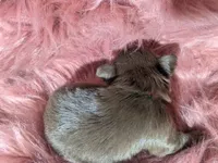 Tcup Long Coat Ruby , a female Chihuahua for sale in Wittmann, AZ – 5 of 6