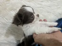 AKC Tiny Peanut  LC , a male Chihuahua for sale in Wittmann, AZ – 3 of 10