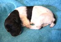 processed/85b25aad-85fe-49e9-93b2-af43ebe1849b/listing/6ed849f0-65a3-417d-96cd-a96868675413/6f948be7-0f5a-43da-8b6f-2f259704155a