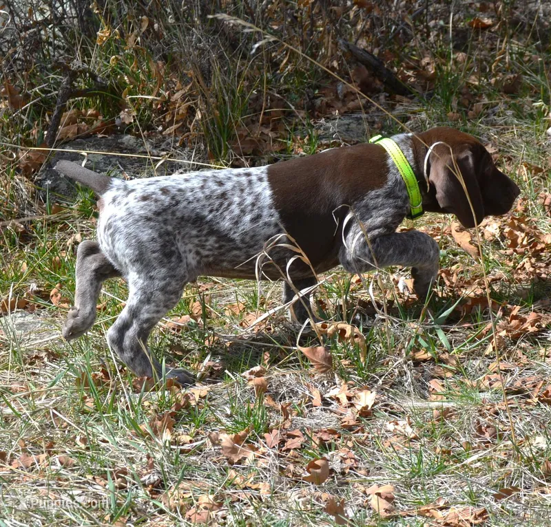 Ranger – German Shorthaired Pointer puppy for sale in Cedaredge, CO
