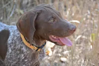 General, a male German Shorthaired Pointer for sale in Cedaredge, CO – Photo 2 of 4