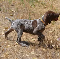 General, a male German Shorthaired Pointer for sale in Cedaredge, CO – Photo 4 of 4
