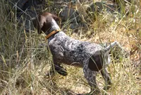 General, a male German Shorthaired Pointer for sale in Cedaredge, CO – Photo 3 of 4