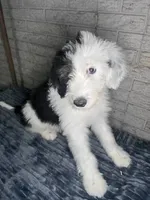 MAX, a male Sheepadoodle for sale in Lilburn, GA – 4 of 4