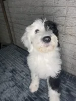 Miss de Vil, a female Sheepadoodle for sale in Lilburn, GA – 2 of 4
