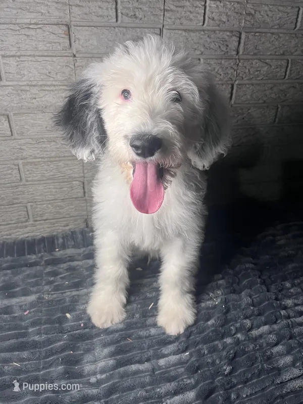 Spike – Sheepadoodle puppy for sale in Lilburn, GA