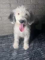 Spike, a male Sheepadoodle for sale in Lilburn, GA – 1 of 3