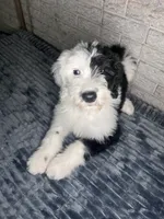 Miss de Vil, a female Sheepadoodle for sale in Lilburn, GA – 4 of 4