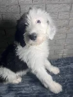 MAX, a male Sheepadoodle for sale in Lilburn, GA – 3 of 4