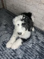 Miss de Vil, a female Sheepadoodle for sale in Lilburn, GA – 3 of 4