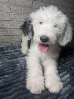 Spike, a male Sheepadoodle for sale in Lilburn, GA – 3 of 3
