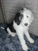MAX, a male Sheepadoodle for sale in Lilburn, GA – 1 of 4