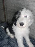 MAX, a male Sheepadoodle for sale in Lilburn, GA – 2 of 4