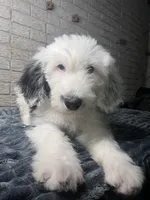 Spike, a male Sheepadoodle for sale in Lilburn, GA – 2 of 3