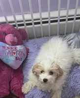 Chanel, a female Maltipoo for sale in Attleboro, MA – Photo 2 of 3