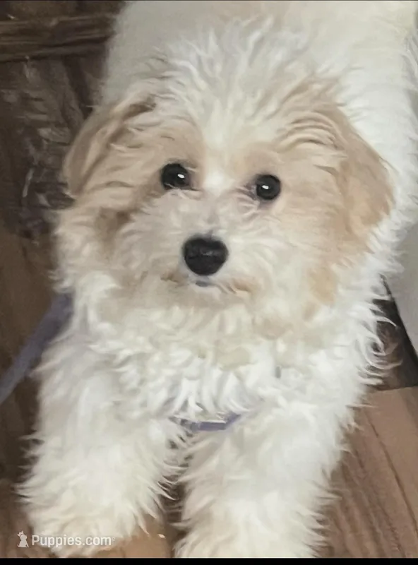Chanel – Maltipoo puppy for sale in Attleboro, MA