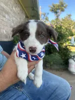 Benji, a female Border Collie for sale in Weatherford, TX – 2 of 2