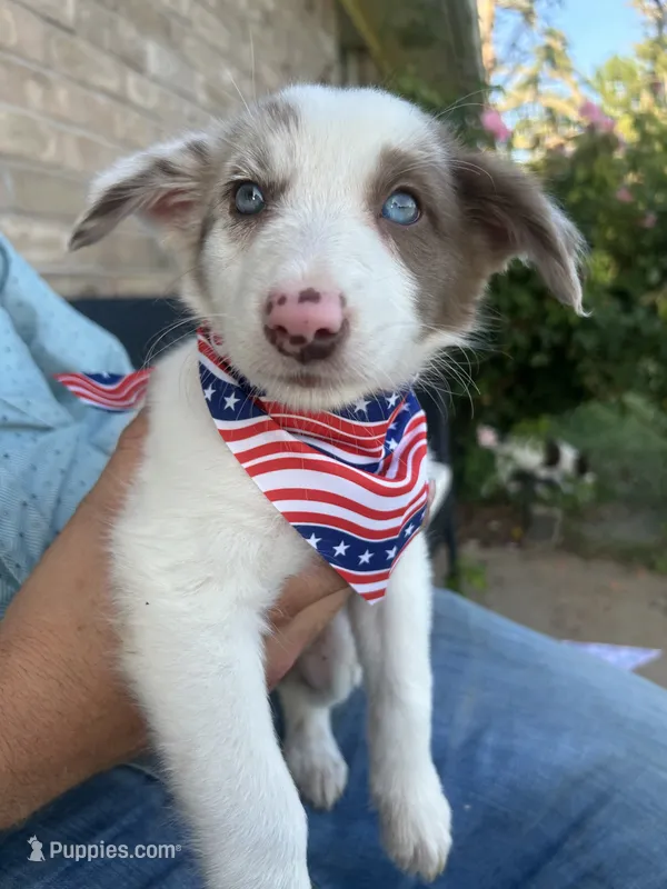 Merley  – Border Collie puppy for sale in Weatherford, TX