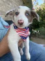 Merley , a female Border Collie for sale in Weatherford, TX – 1 of 3