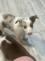 Merley , a female Border Collie for sale in Weatherford, TX – 2 of 3