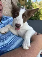 Girl pup, a female Border Collie for sale in Newfane, NY – 3 of 5