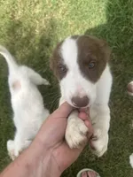 Benji, a male Border Collie for sale in Newfane, NY – 5 of 5