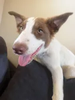 Hank, a male Border Collie for sale in Columbiana, OH – 5 of 5